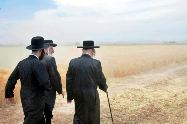 Yuma farm plays role in Satmar Passover | Feature | jewishaz.com
