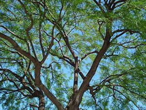 Native trees