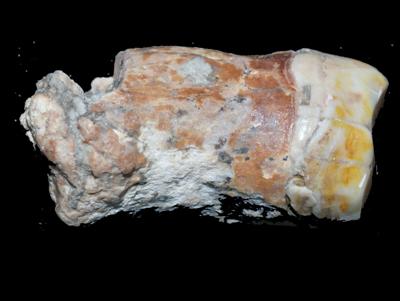 Neanderthal remains discovered in Israel may rewrite history | Israel ...