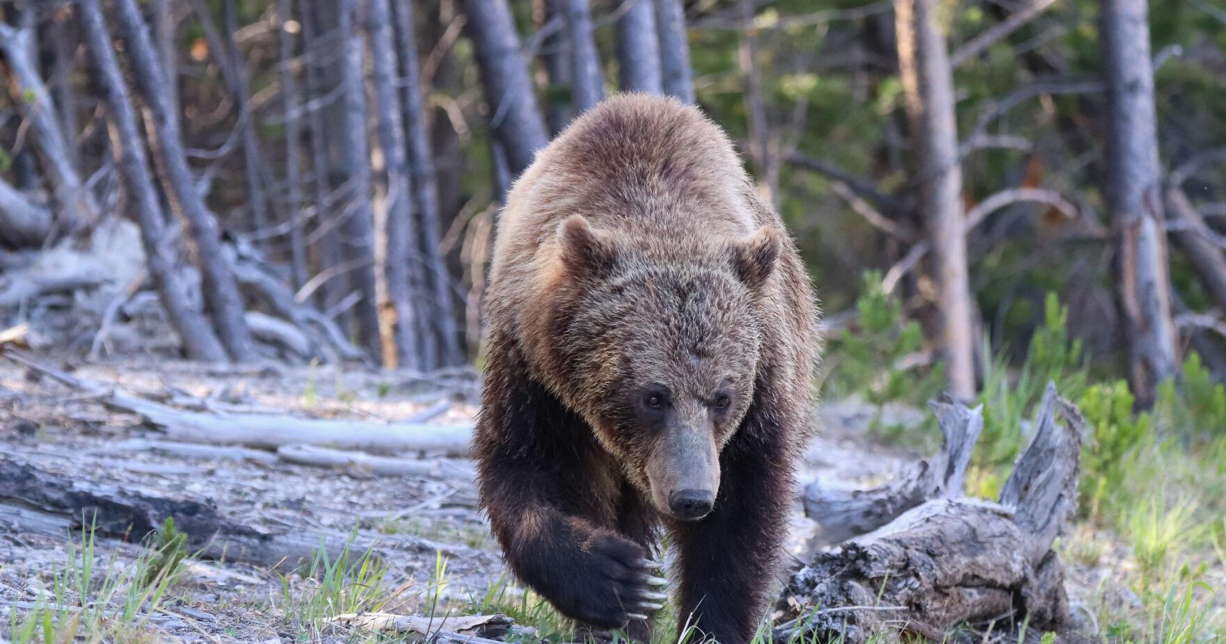 Grizzly seen near Rafter J - Vimarsana News