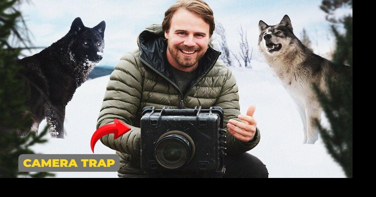 I Left $100K in Cameras on a Wolf Kill. Here's What They Captured.