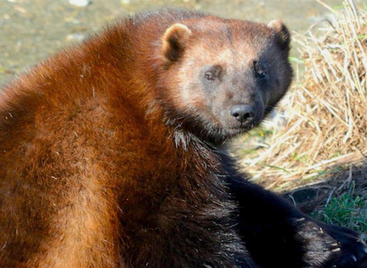 Wolverine in yellowstone national park