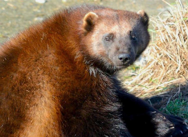 Wolverine ‘sighting’ costs a guide his job Environmental