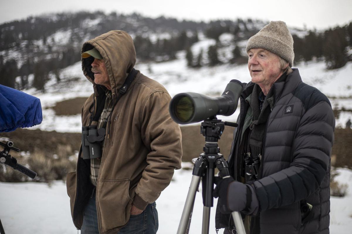 Wolf Watching At Yellowstone National Park