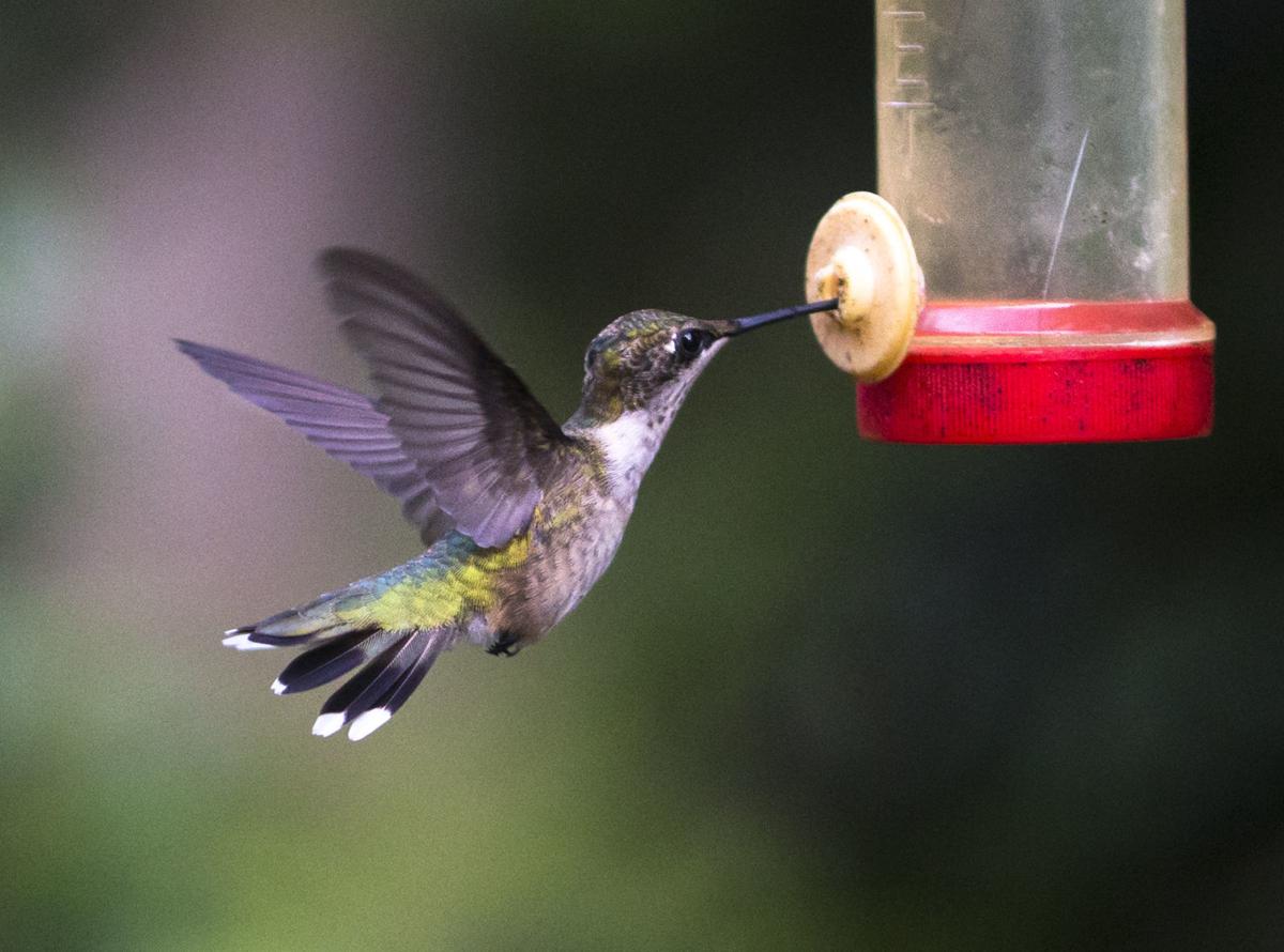 Hummingbirds Can T Walk And Other Fun Bird Facts The Hole Scroll Jhnewsandguide Com,Red Ear Slider Tank