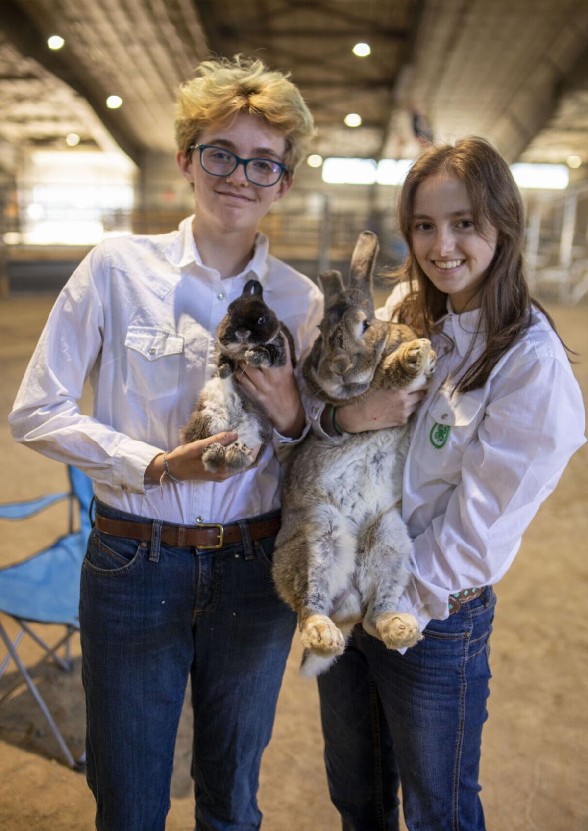 Rabbit Show