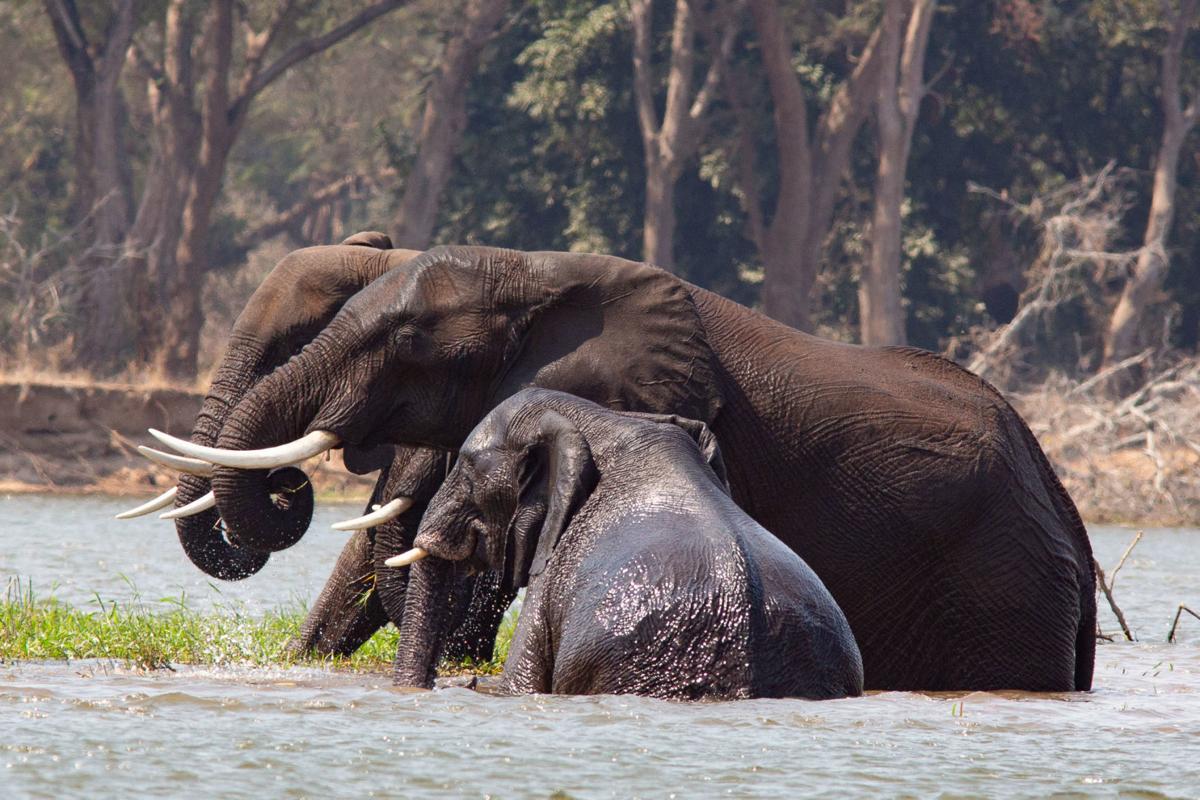 Elephant Conservation Project Spans Hemispheres Events Jhnewsandguide Com You won't want to miss these exciting updates! elephant conservation project spans
