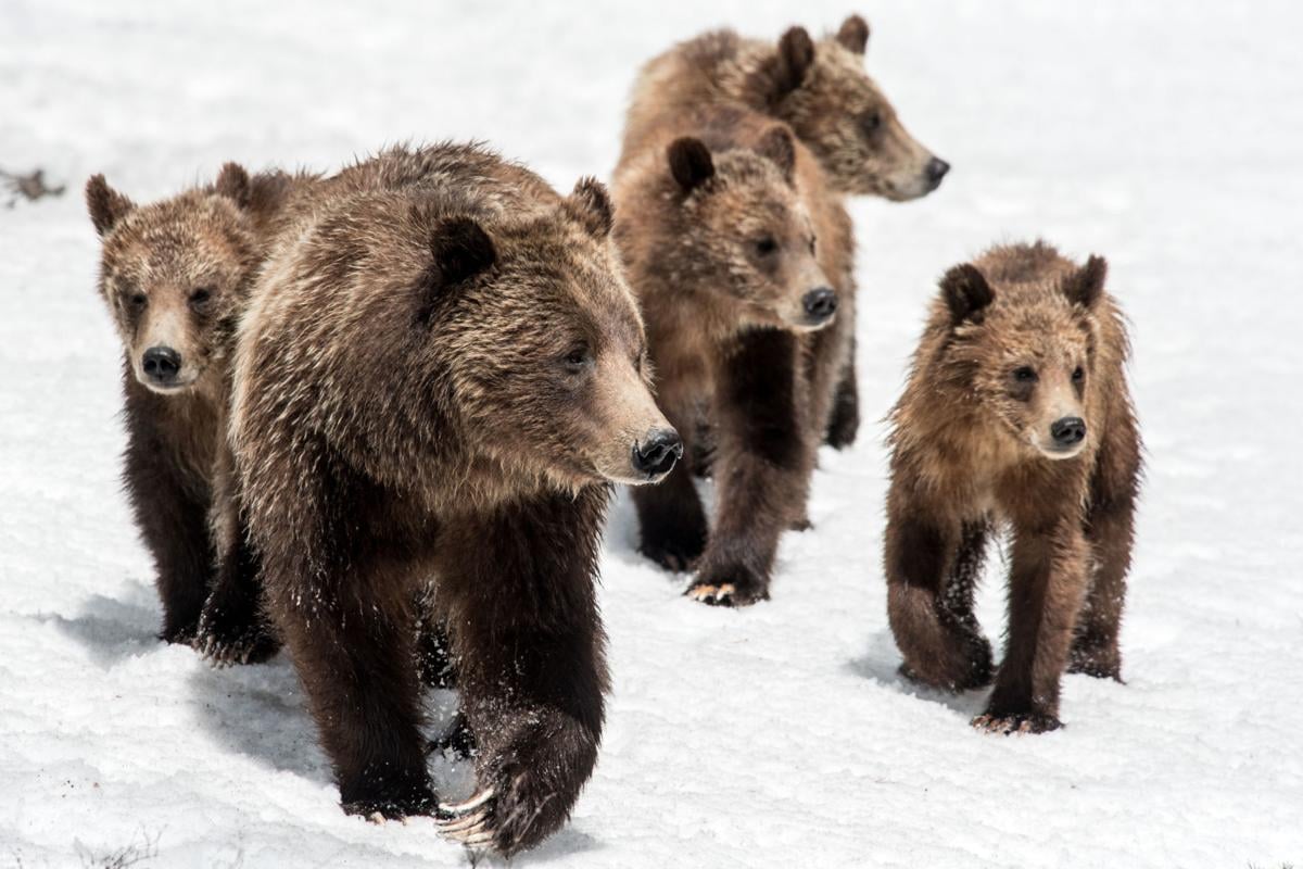 Grizzly bear 399
