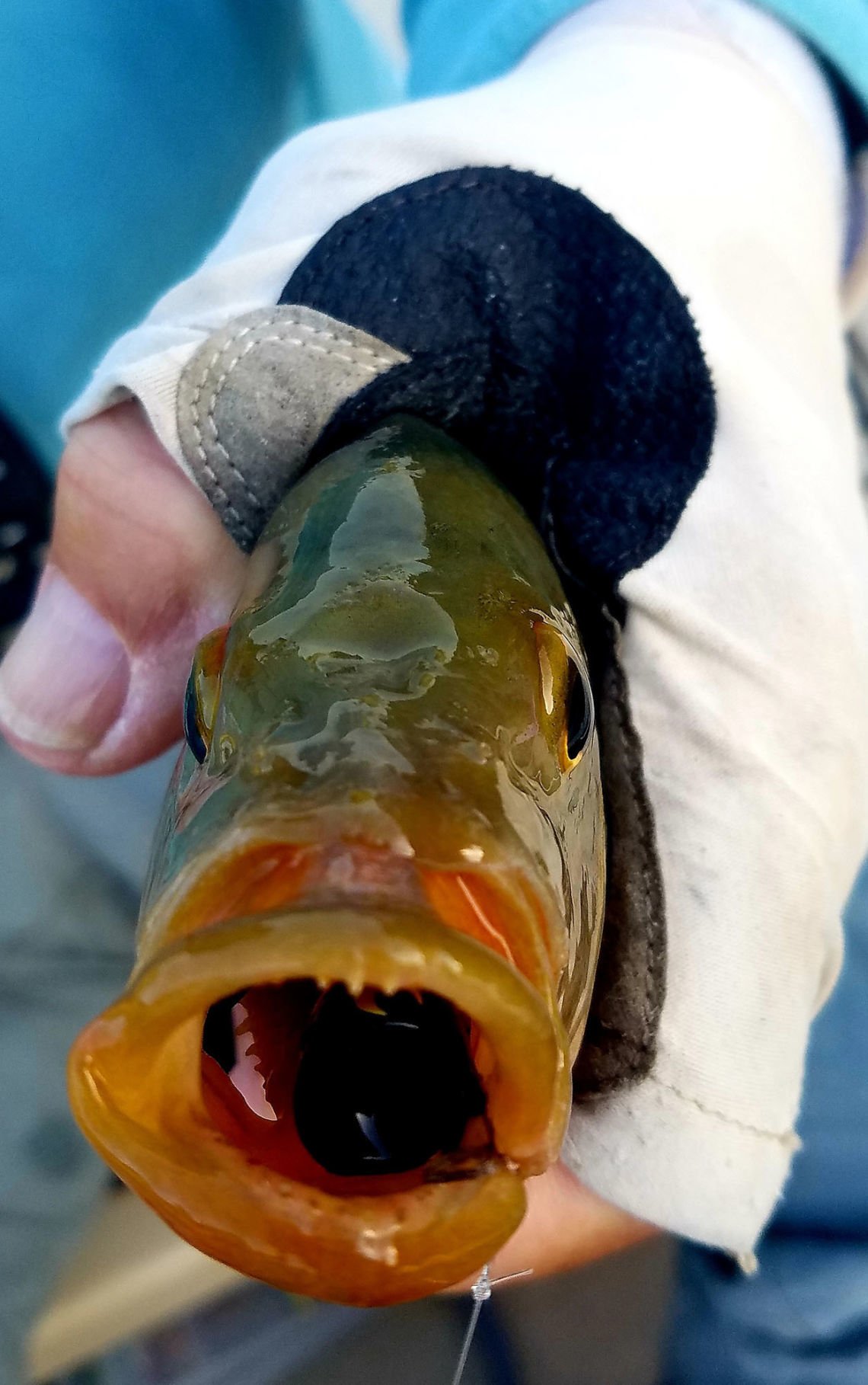 mayan cichlid fish