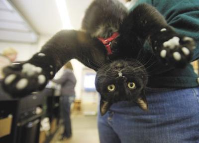 Purr Fect Pets Archives Jhnewsandguide Com