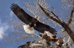 Bald eagles