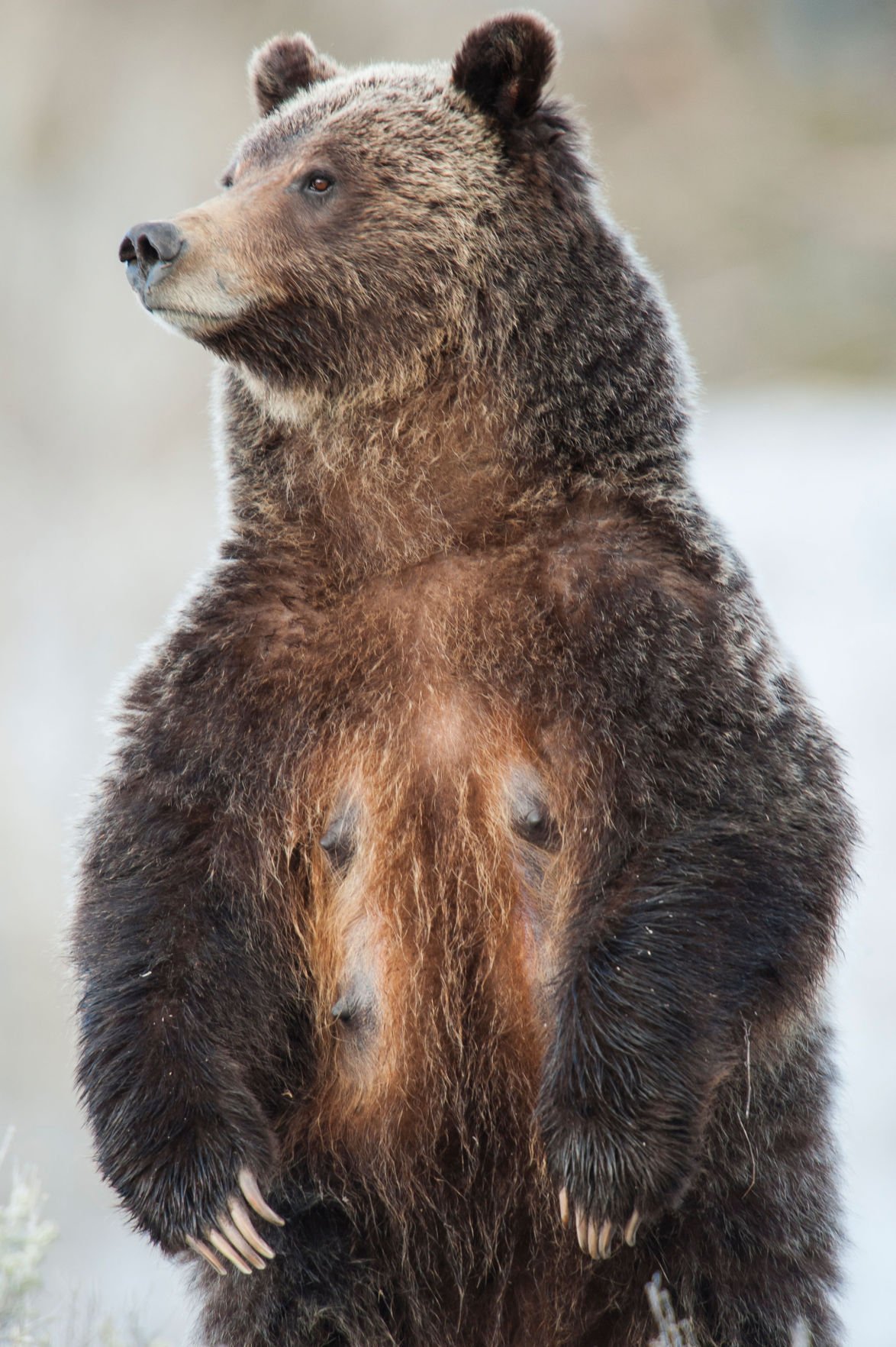 The life and times of grizzly 399 | Events | jhnewsandguide.com