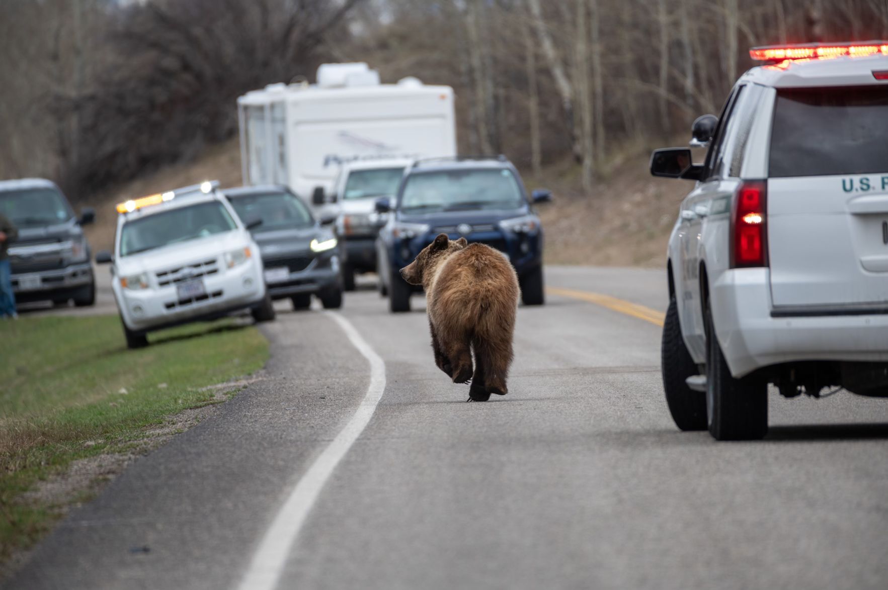Young griz cast off, finds trouble, hauled north - Vimarsana News