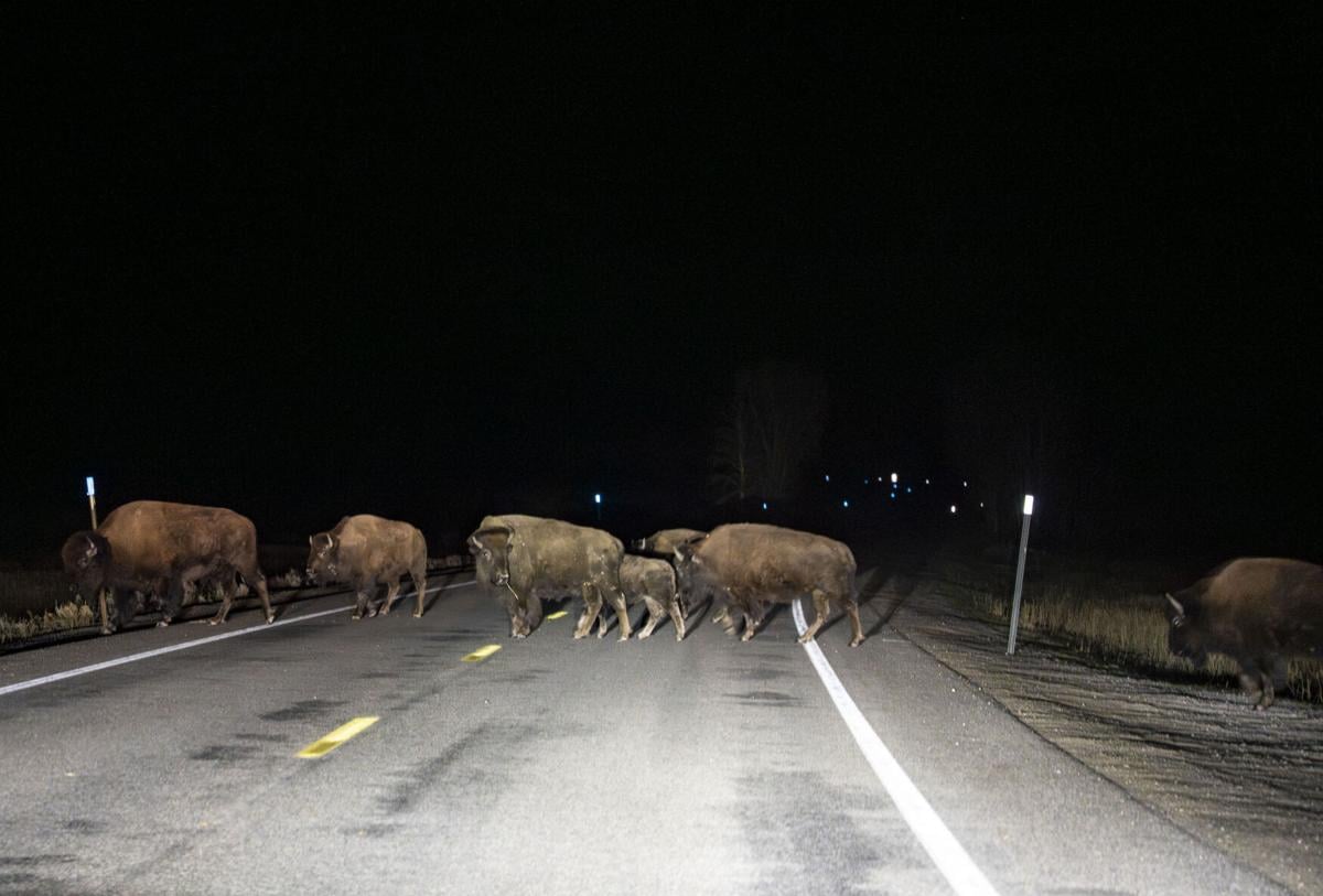 Four bison struck by vehicles in Grand Teton National Park this fall ...