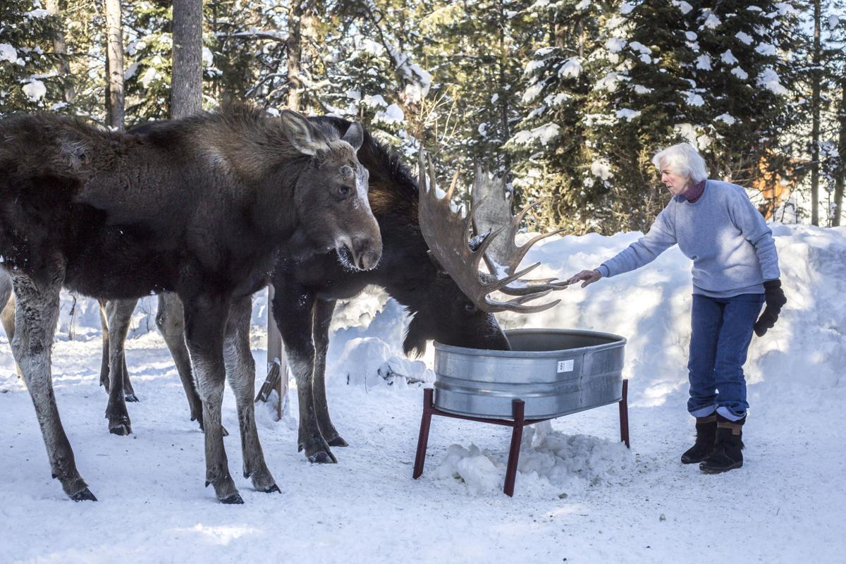 bans don t halt wildlife feeding environmental wildlife feeding chart