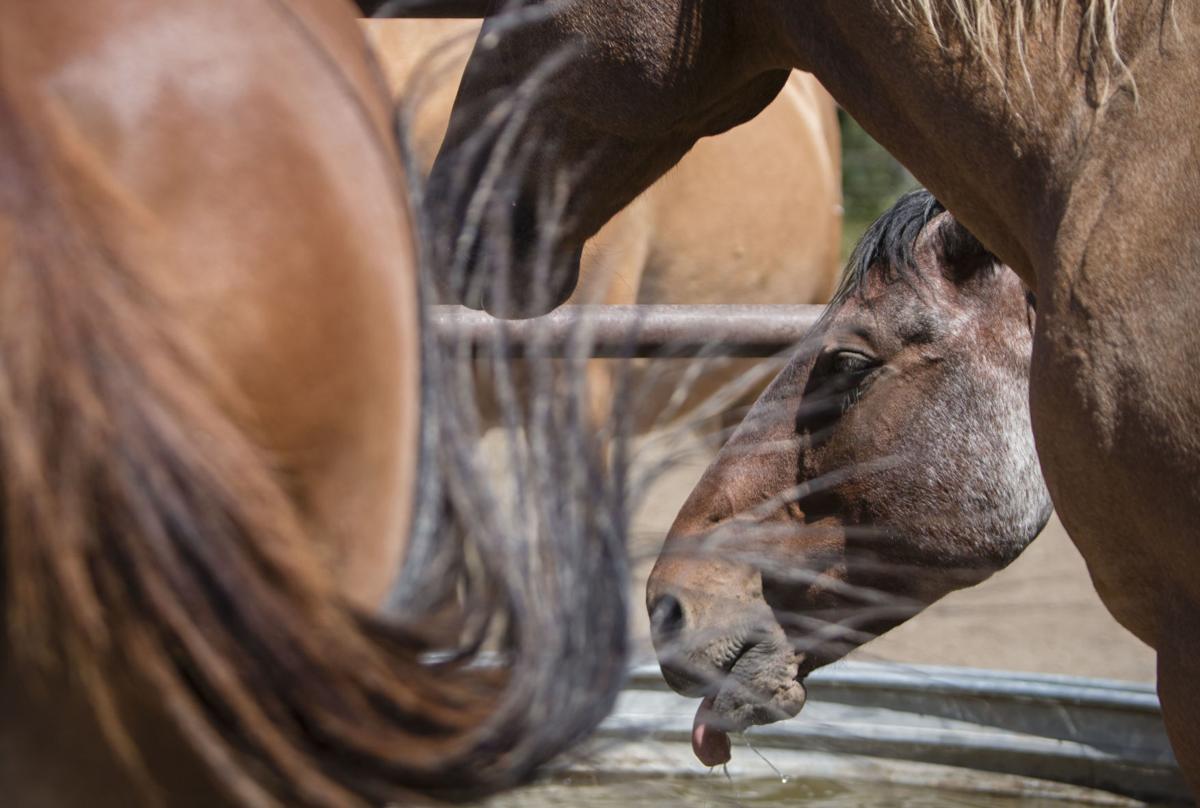 The man behind the Black Rock Ranger District horses, Jack Hatch