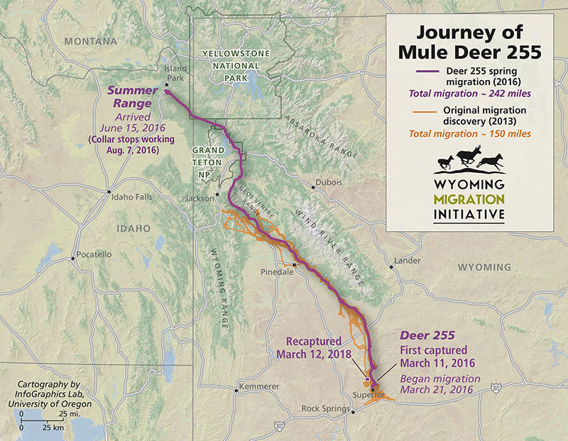Doe traverses the Hole on 242-mile migration ...