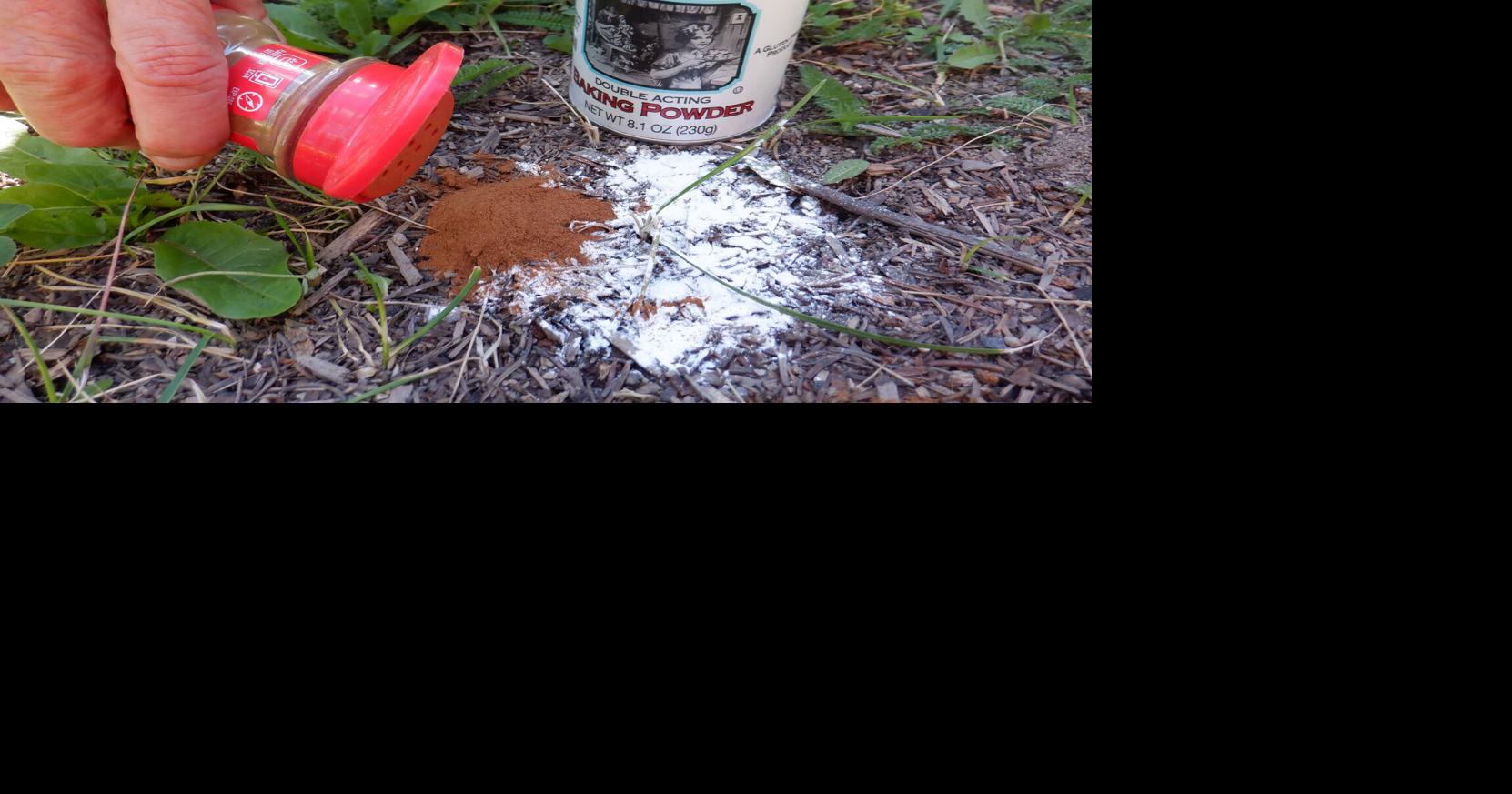 Remedies abound for ant problems | Gardening | jhnewsandguide.com
