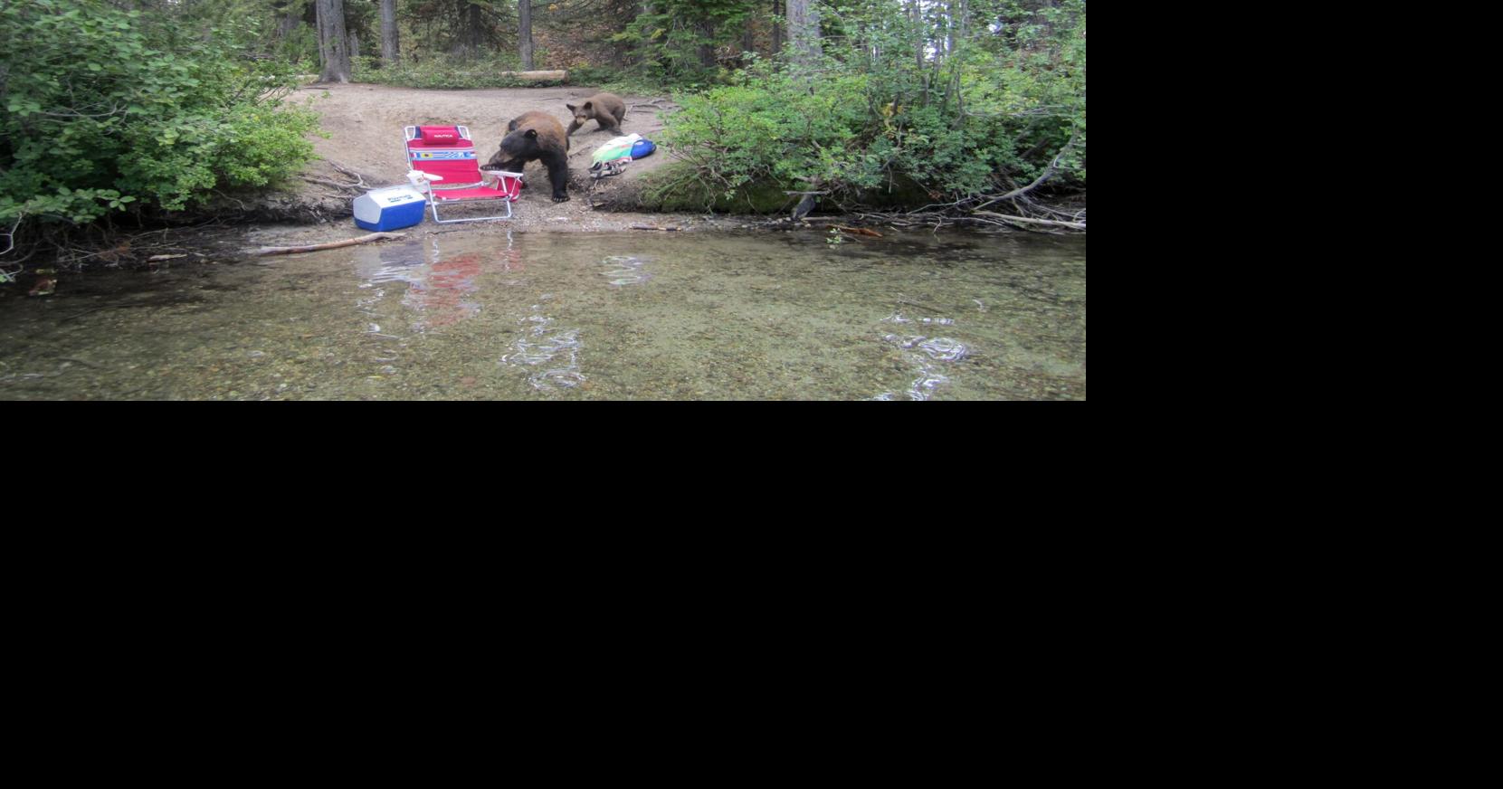 In 2025, Teton park issued visitors 1,800 warnings for improperly securing food in bear country