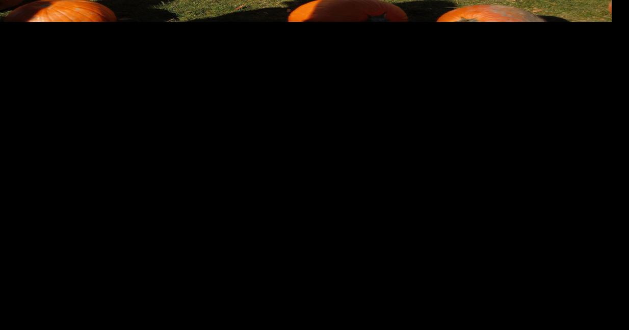 It's pumpkin time!