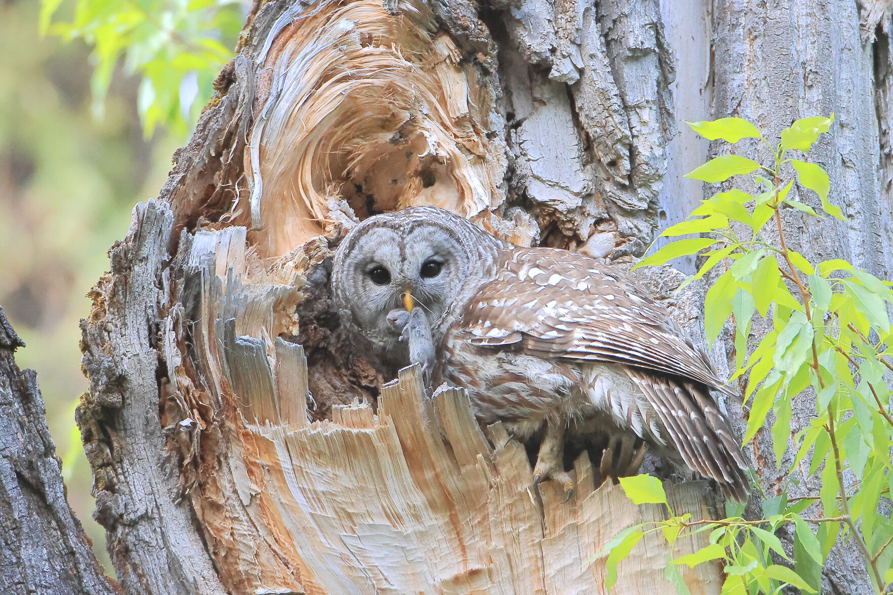 Whooooo said that A new to Wyoming owl species documented by