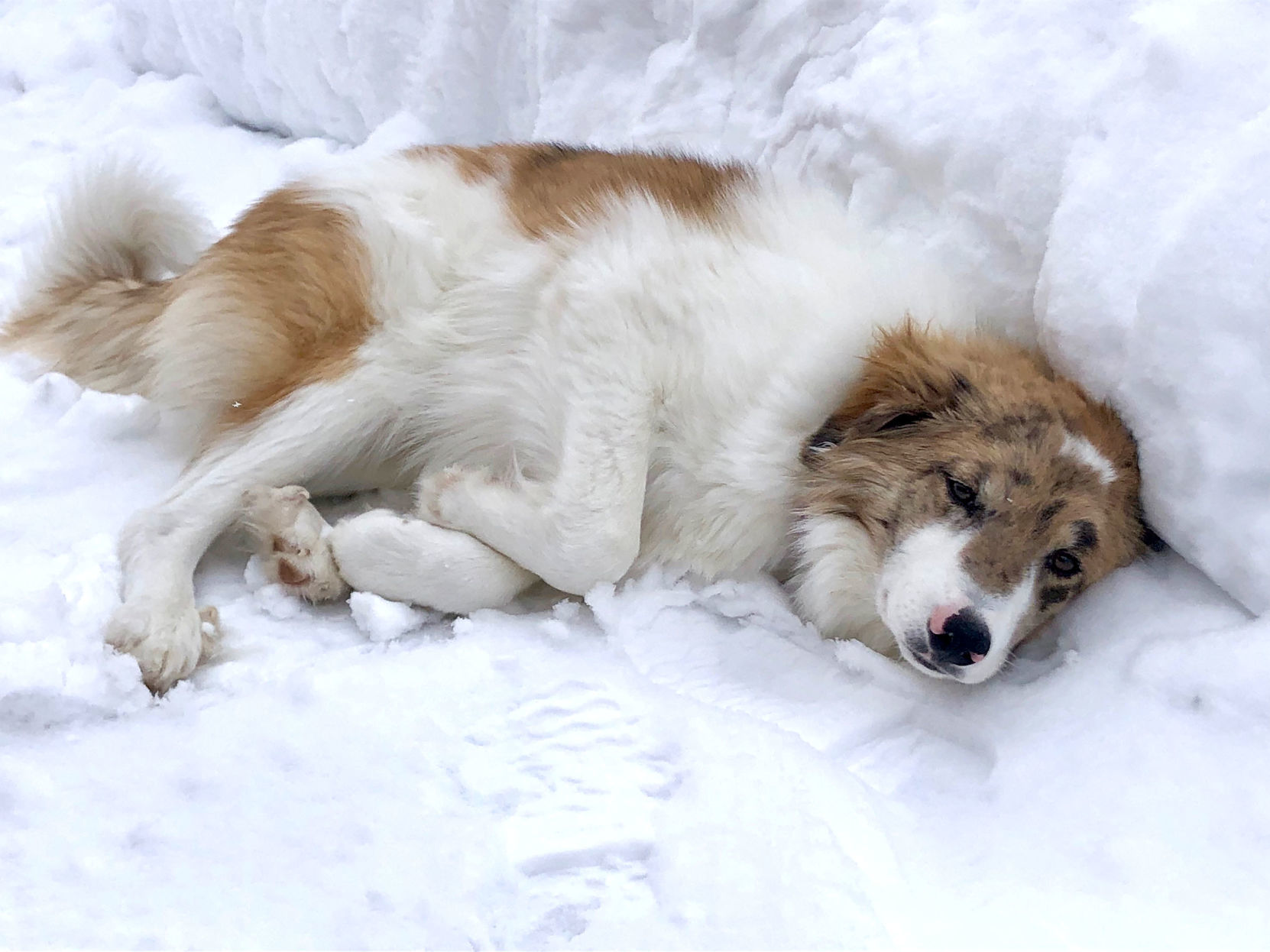 australian shepherd great pyrenees mix puppy