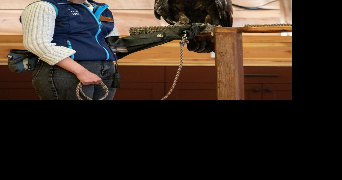 Raptor Center offers new summer programming | Local | jhnewsandguide.com