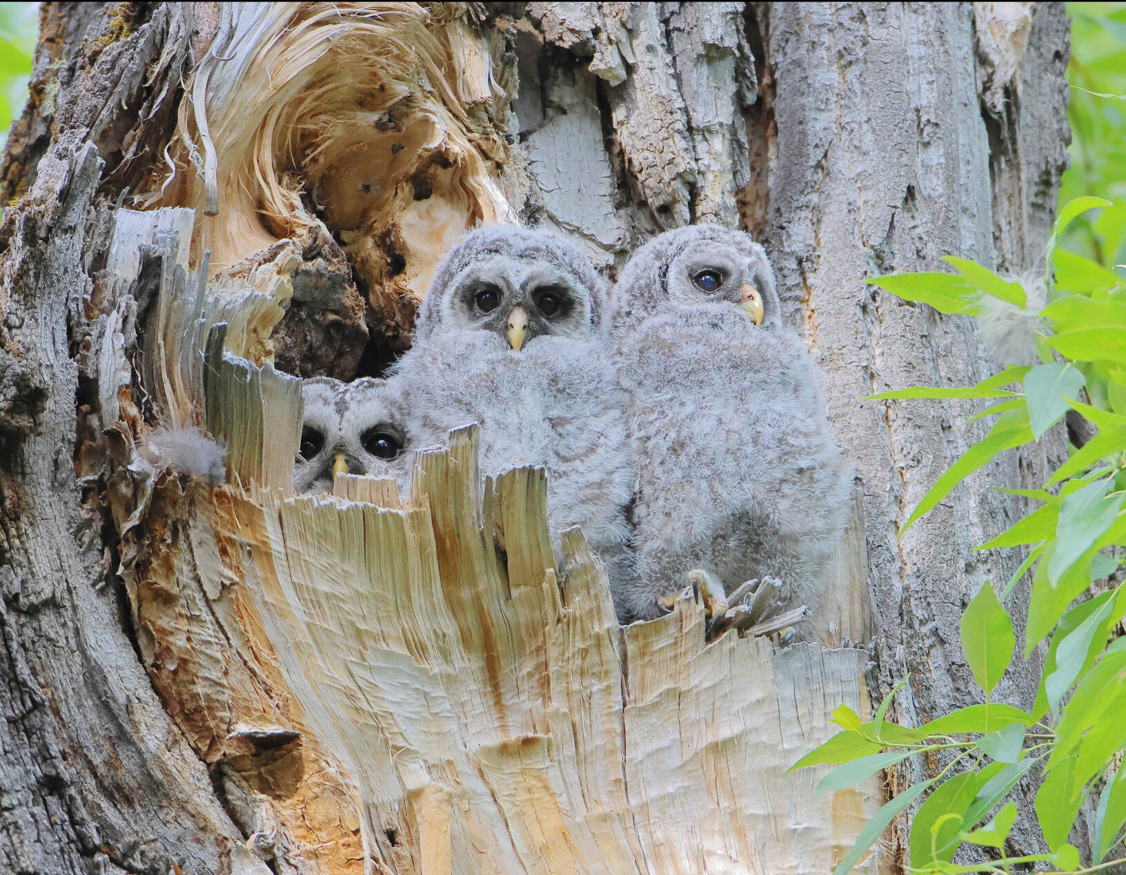 Whooooo said that A new to Wyoming owl species documented by