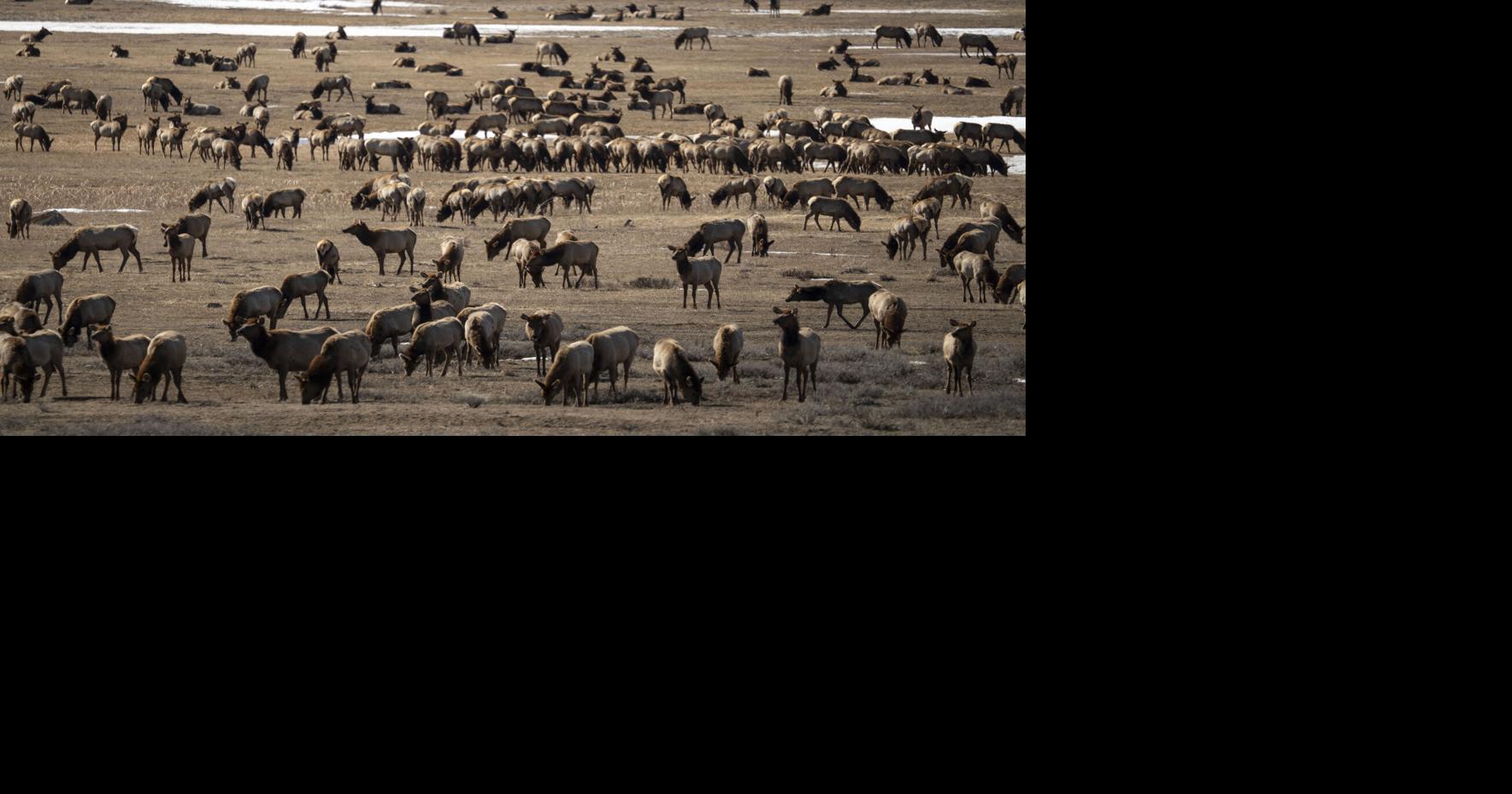 Chronic wasting disease found on the National Elk Refuge