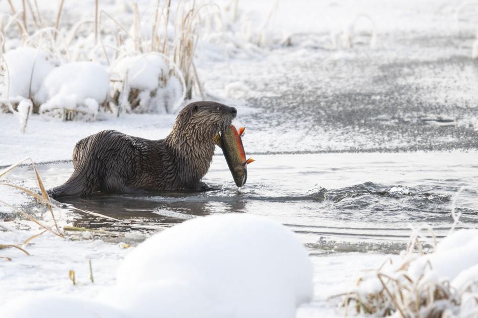 At Park Beaver Pond Otters Gorge On Brook Trout The Hole Scroll