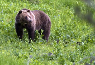 Wyoming Grizzlies Cattle