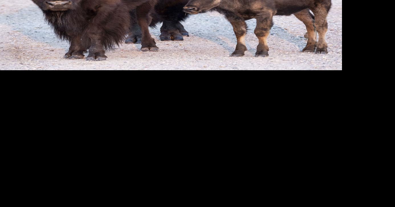GALLERY: Fall bison rut in Grand Teton National Park | Multimedia ...
