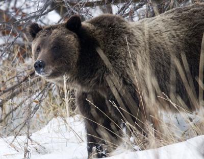 wyoming sets hunt for