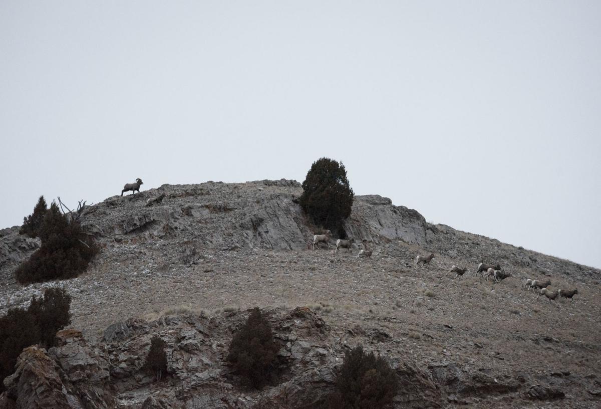Bighorn sheep study