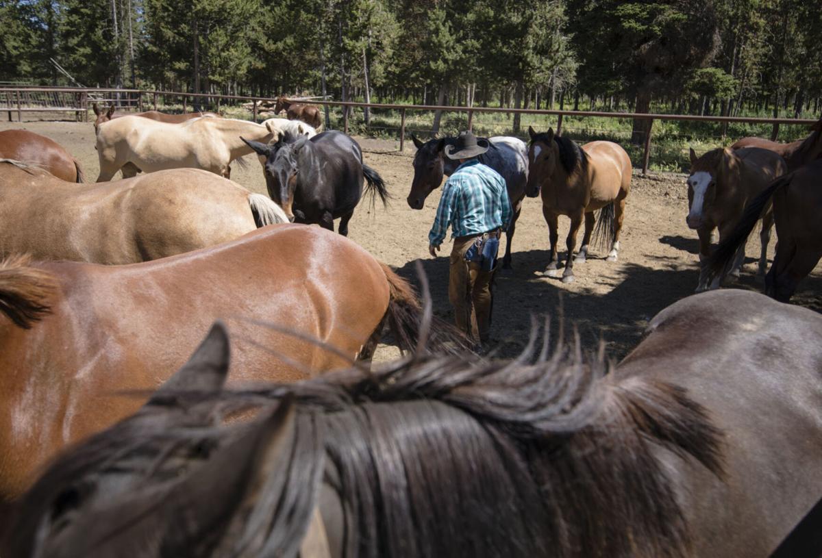 The man behind the Black Rock Ranger District horses, Jack Hatch