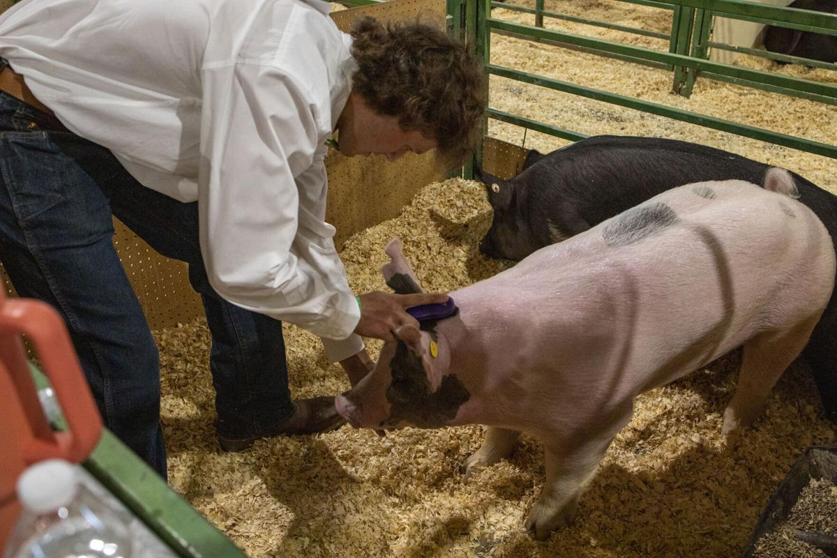 4H Pig Show