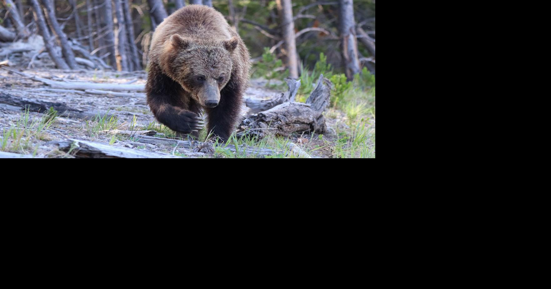 2 hikers mauled by at least one bear in Yellowstone National Park