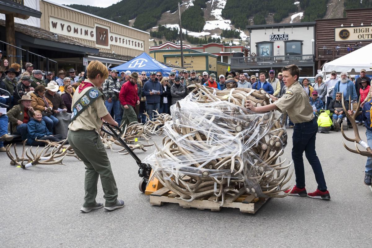 Elk antler auction goes online for 10 days Events
