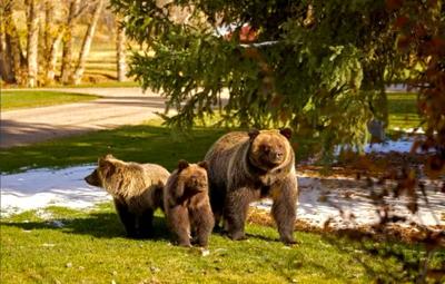 Tetonia grizzlies