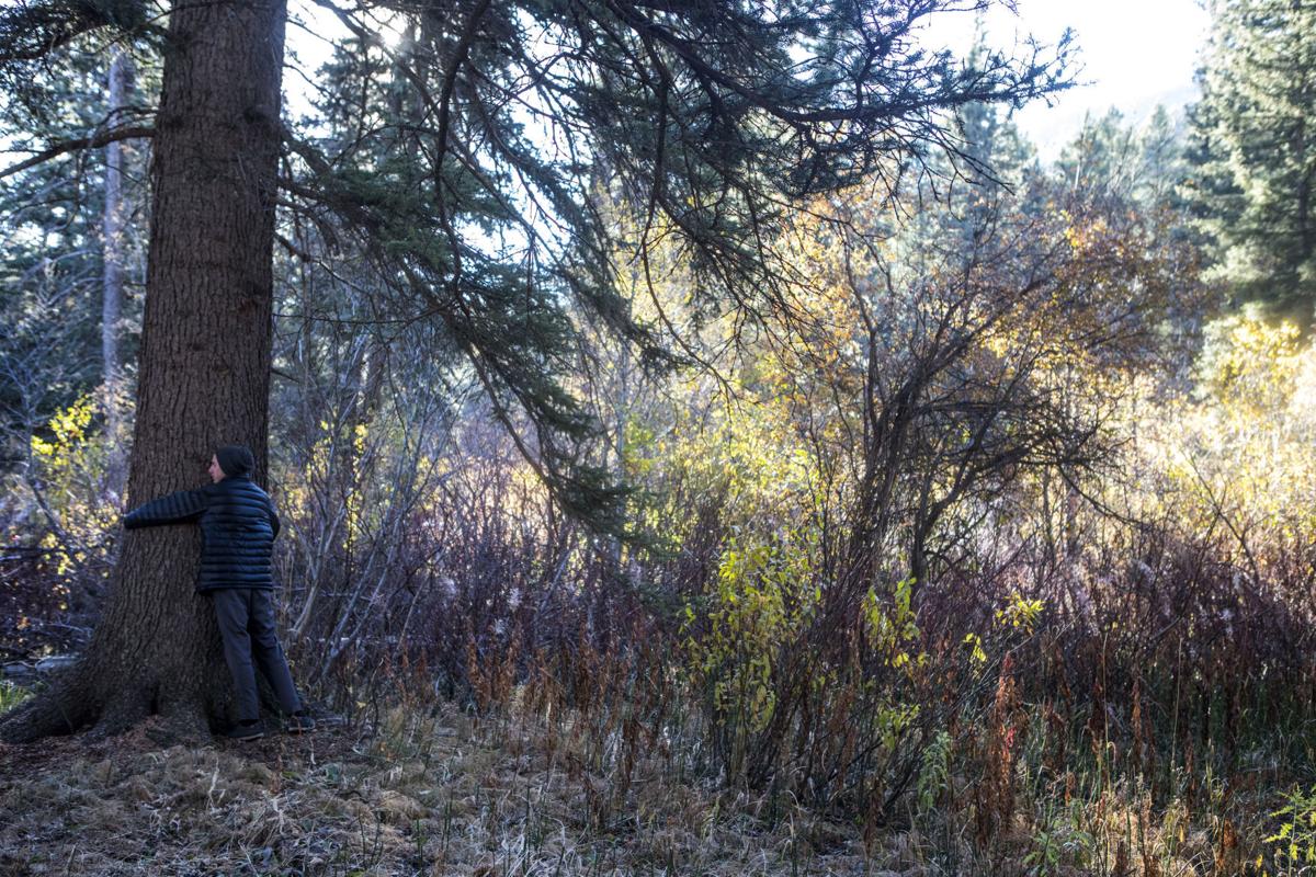 Breathe and bathe in the trees Features