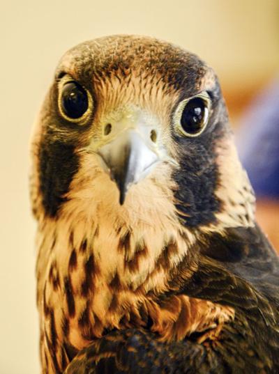 Fighter Jet Of Raptor Family Finds A Perch In Wilson