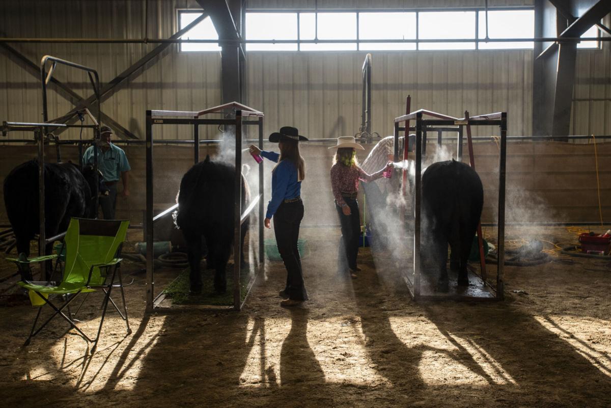 4-H beef showmanship