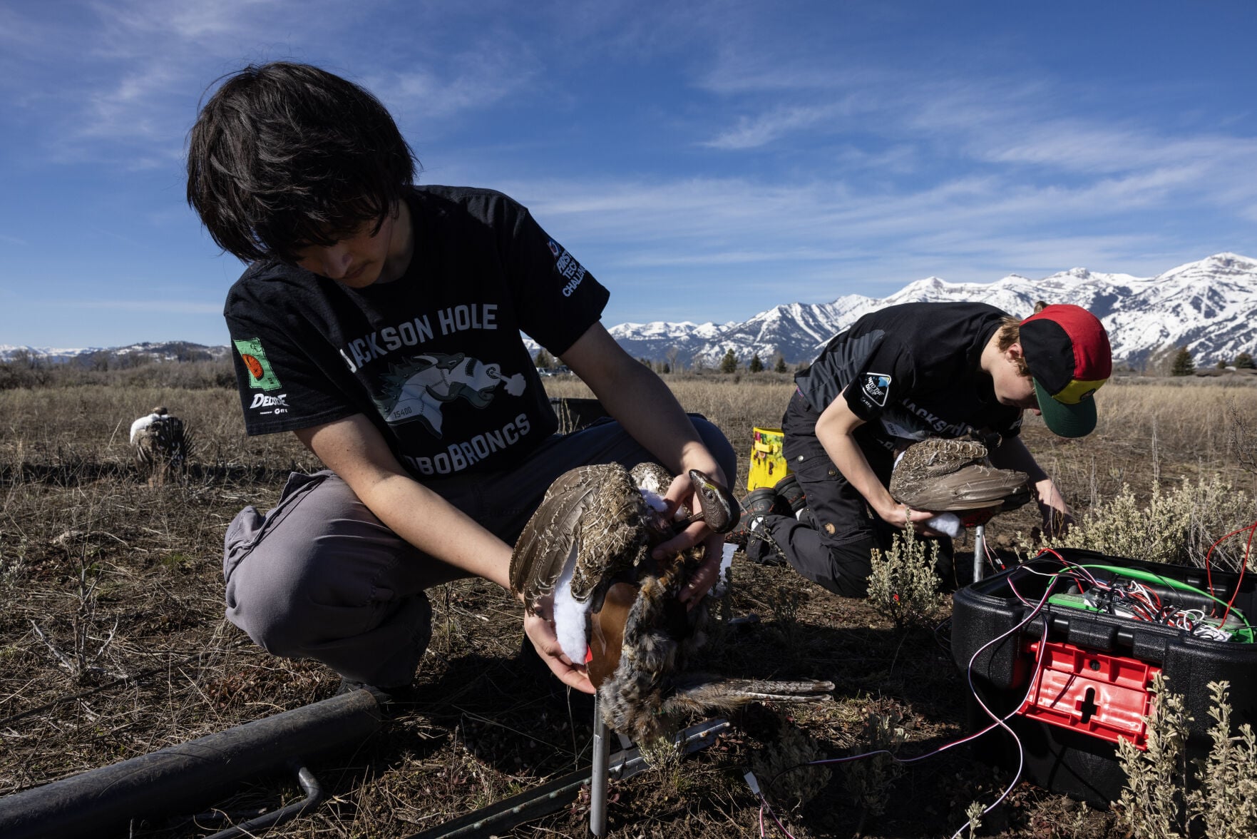 Robotic sage grouse looking for love, specifically hens from Jackson ...