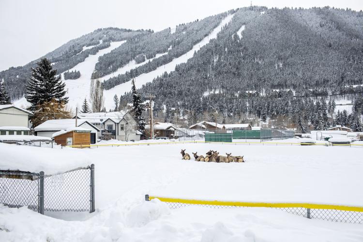 Elk A catalyst for conservation Headwaters
