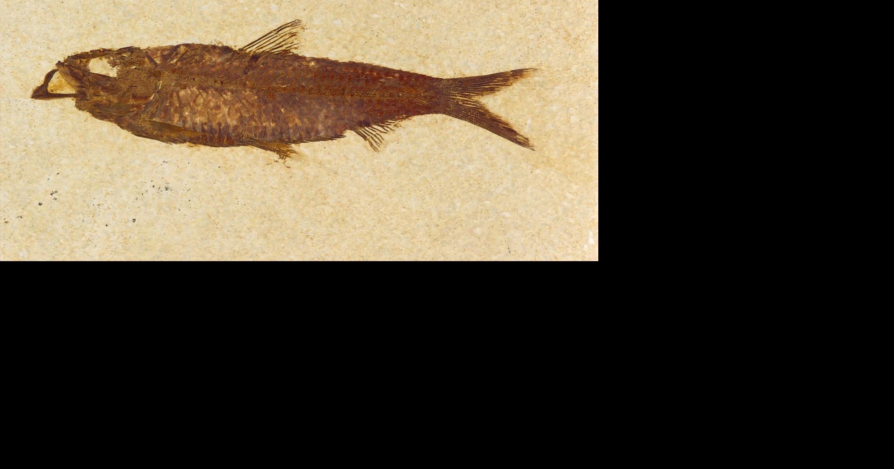 Geologists of Jackson Hole Death to Discovery Community