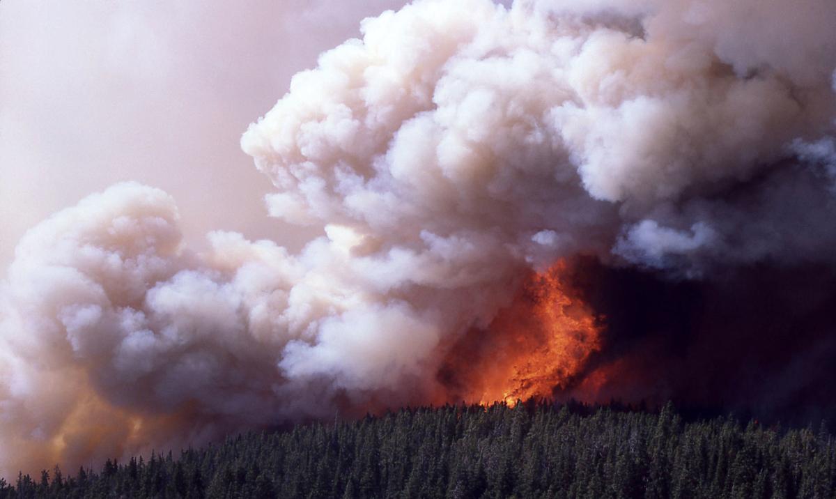1988 Yellowstone fires