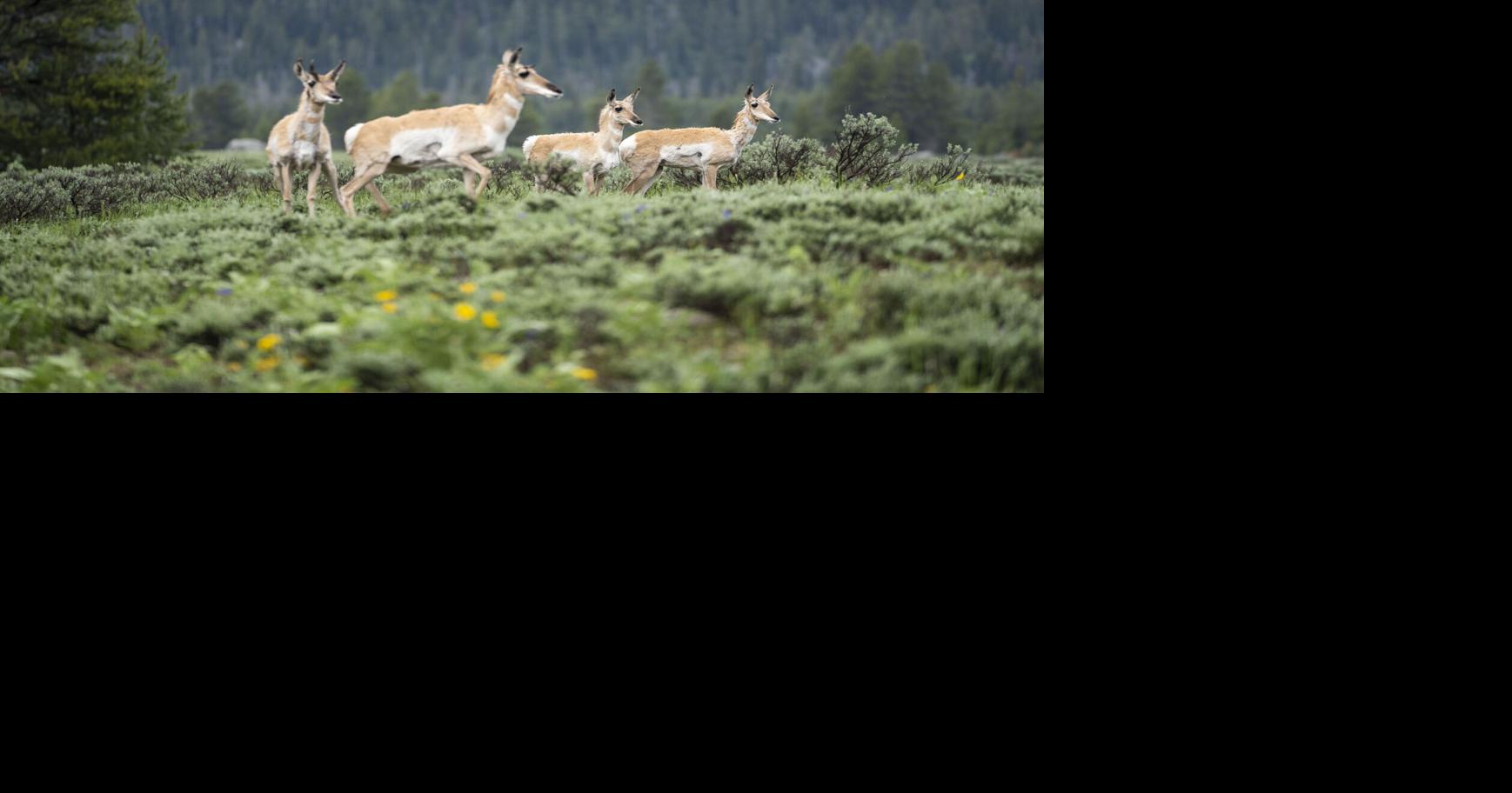 Jackson Hole pronghorn begin rebound | Environmental | jhnewsandguide.com