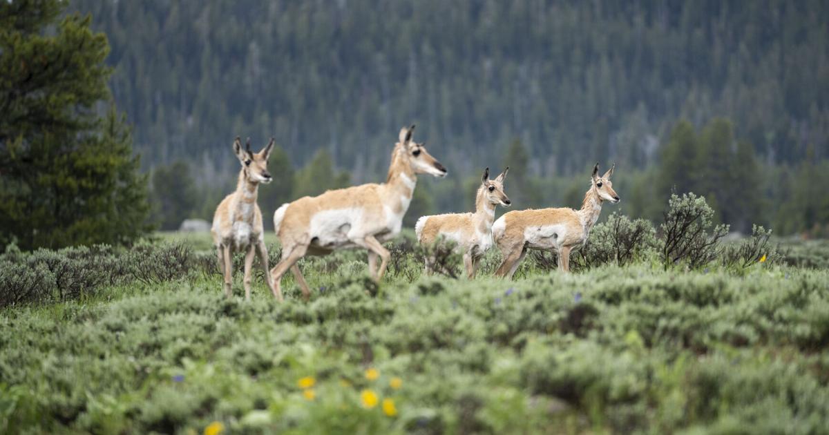 Jackson Hole pronghorn begin rebound | Environmental | jhnewsandguide.com