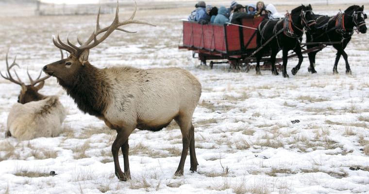 Riding Elk