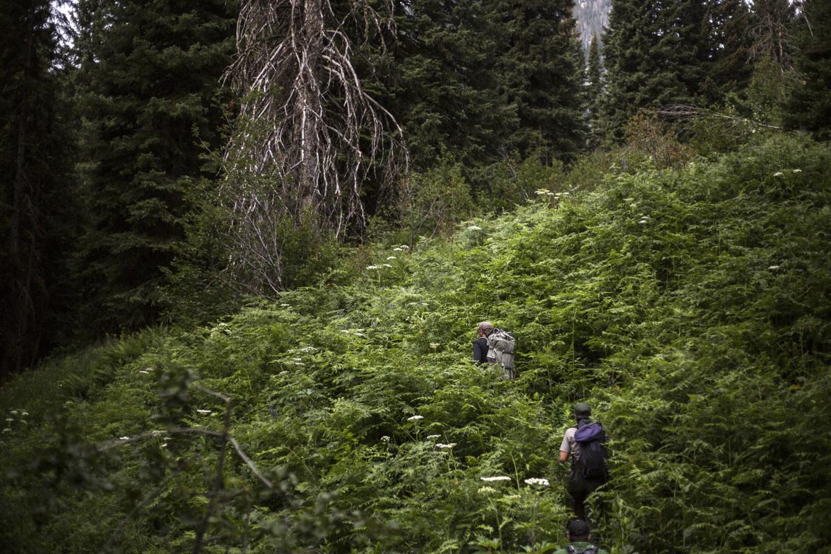 Apex Avian Predator Soars In The Tetons Environmental